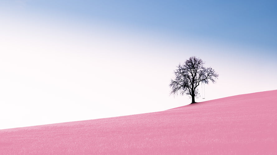Lone Bare Tree on a Pink Hill Under a Soft Blue Sky HD wallpaper