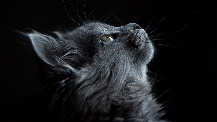 Dramatic Close-Up of a Fluffy Grey Kitten Looking Up Against a Black Background HD wallpaper