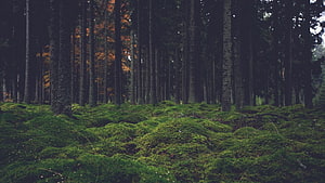 Mossy Forest Floor with Tall Pine Trees and Autumn Foliage HD wallpaper