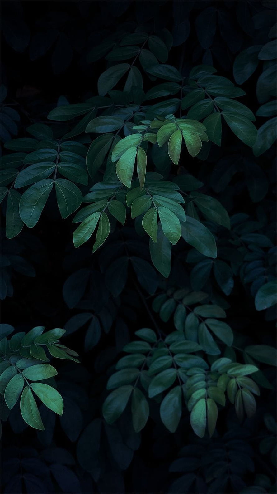 Dark Green Aesthetic Minimalist Leaves Wallpaper HD phone wallpaper
