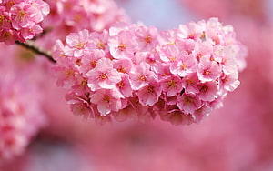 Delicate Pink Cherry Blossoms in Full Spring Bloom with Soft Bokeh Background HD wallpaper