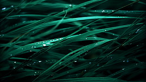 Dark Green Grass Blades With Dew Drops In Moody Macro Photography HD wallpaper