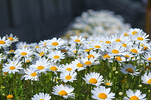 A vibrant field of white daisies with bright yellow centers blooming in a sunny meadow HD wallpaper
