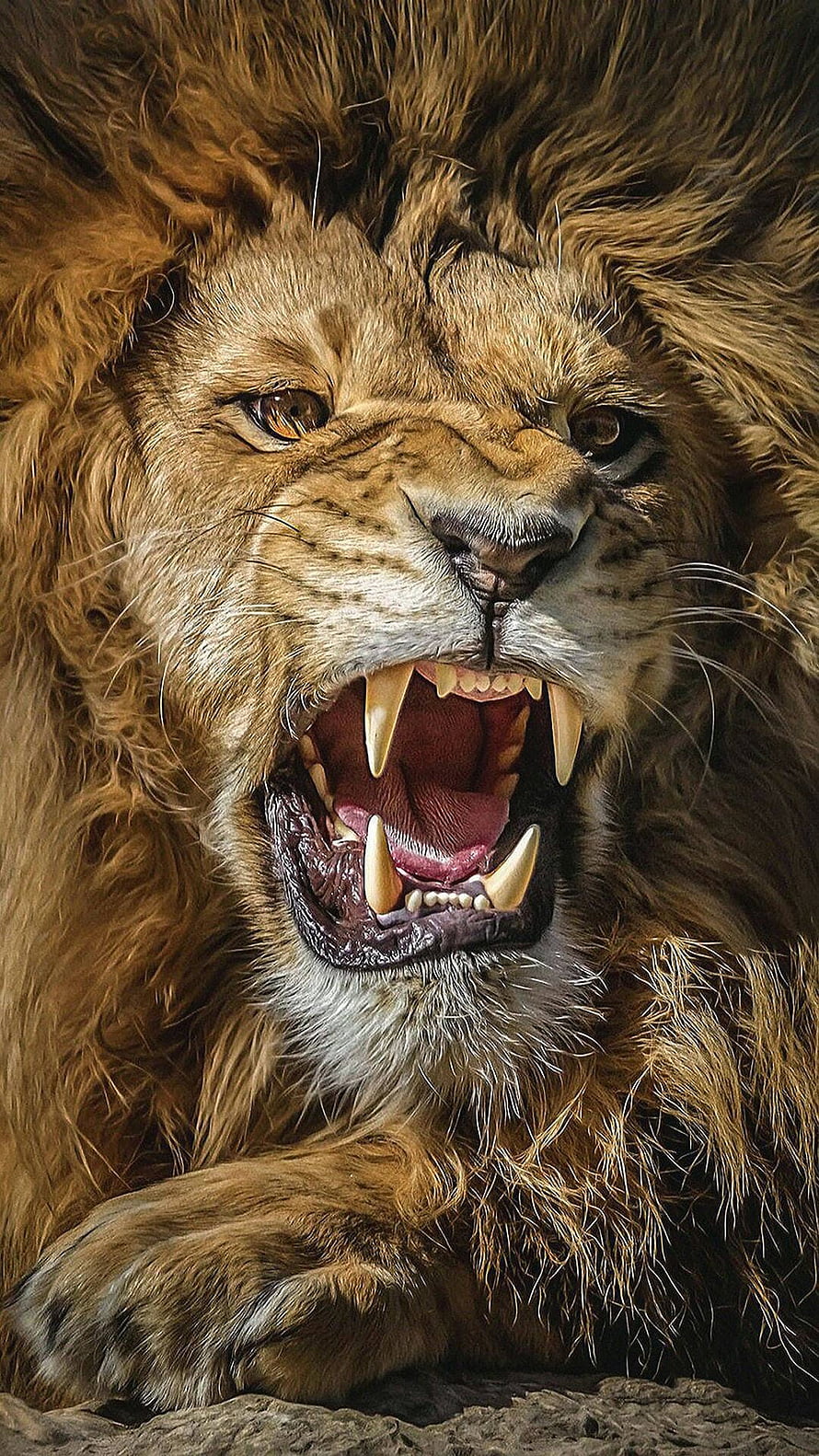 Majestic Male Lion Roaring with Open Mouth and Sharp Canine Teeth HD phone wallpaper