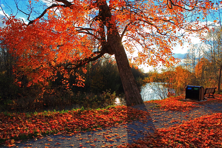 Vibrant Autumn Park Scene With Leaning Tree, Fallen Leaves, and Lakeside Bench HD wallpaper