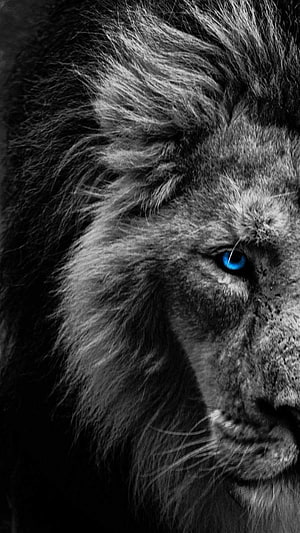Close-up portrait of a majestic male lion with a striking blue eye against a dark background HD phone wallpaper