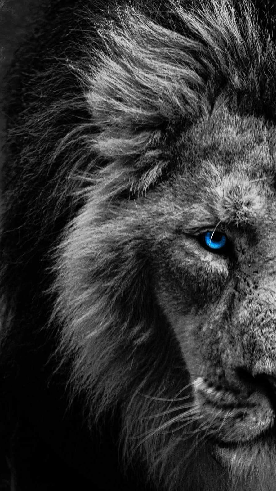 Close-up portrait of a majestic male lion with a striking blue eye against a dark background HD phone wallpaper