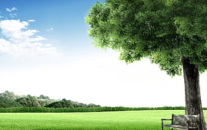Serene Meadow Landscape With Large Tree And Wooden Bench Under Blue Sky HD wallpaper