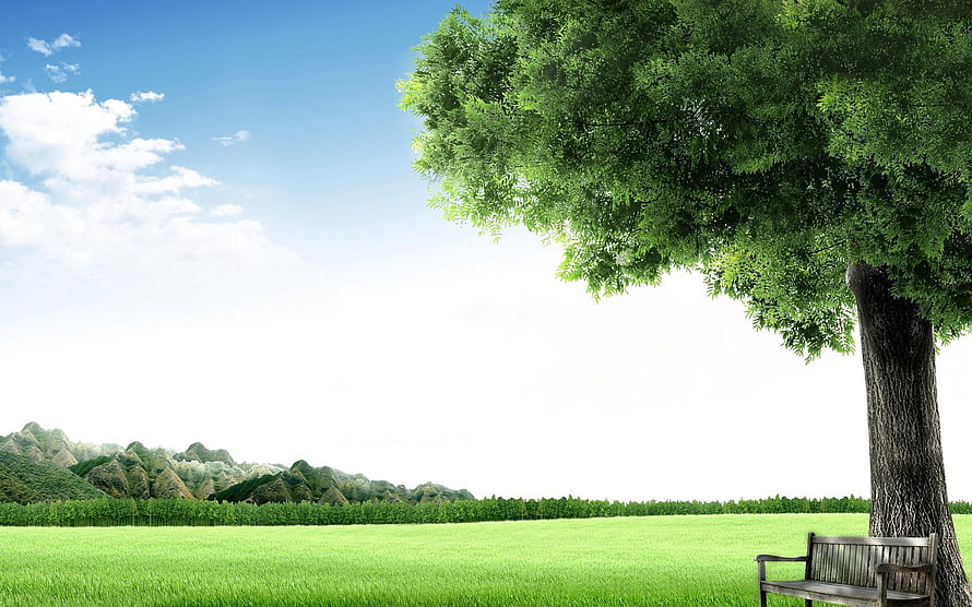 Serene Meadow Landscape With Large Tree And Wooden Bench Under Blue Sky HD wallpaper