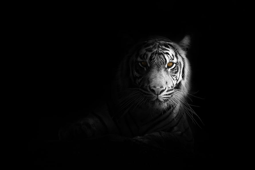 Dramatic Black And White Portrait Of A White Tiger Emerging From Darkness HD wallpaper