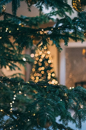 Cozy Christmas Tree Branches With Warm Fairy Lights And Golden Bokeh Ornaments HD phone wallpaper