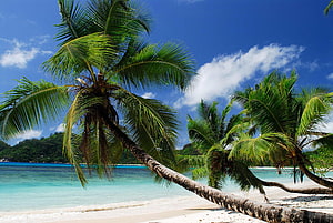 Tropical Beach Scene With Leaning Coconut Palms And Turquoise Water HD wallpaper