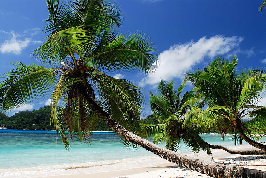 Tropical Beach Scene With Leaning Coconut Palms And Turquoise Water HD wallpaper