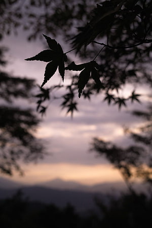 Silhouetted maple leaves against a soft sunset sky with distant mountain range HD phone wallpaper