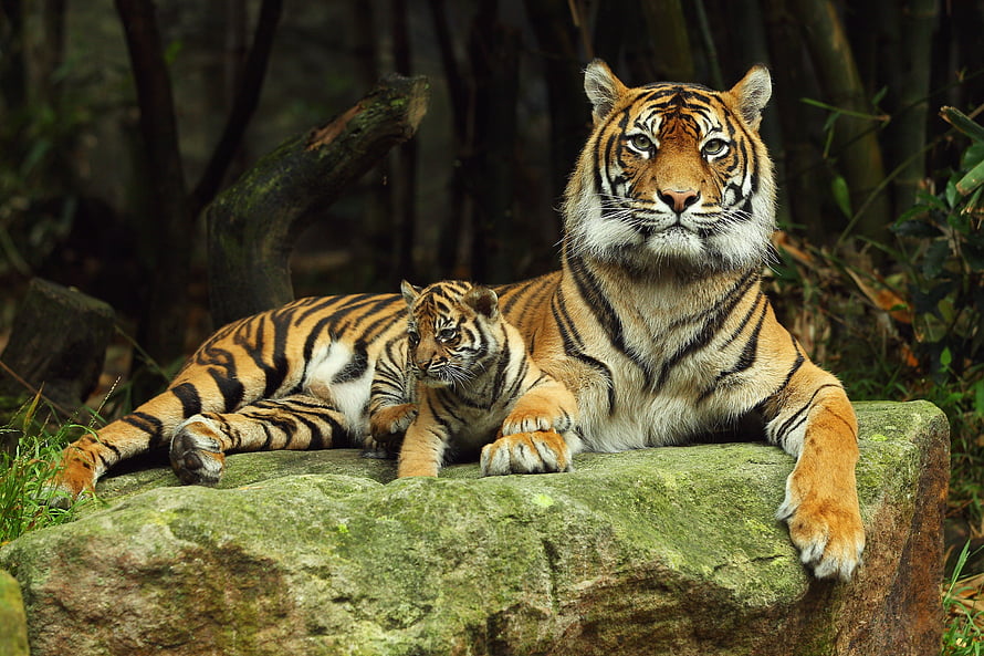 Bengal Tiger and Cub Resting on Mossy Rock in Dense Forest HD wallpaper