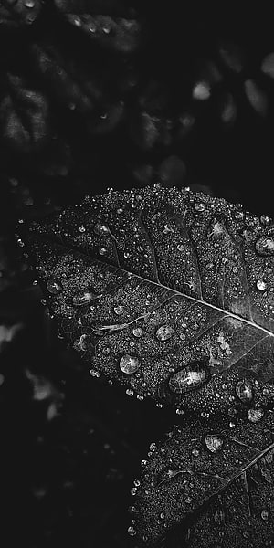 Monochrome Macro Photography of a Leaf Covered in Dew Drops HD phone wallpaper