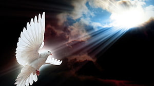 White Dove in Flight with Divine Light Rays Breaking Through Dark Storm Clouds HD wallpaper