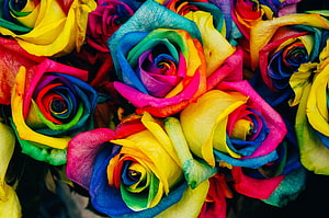 Vibrant Rainbow Roses with Multicolored Petals and Iridescent Hues HD wallpaper