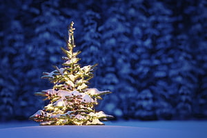 Snow-covered Christmas tree with warm lights glowing against a deep blue winter forest backdrop HD wallpaper