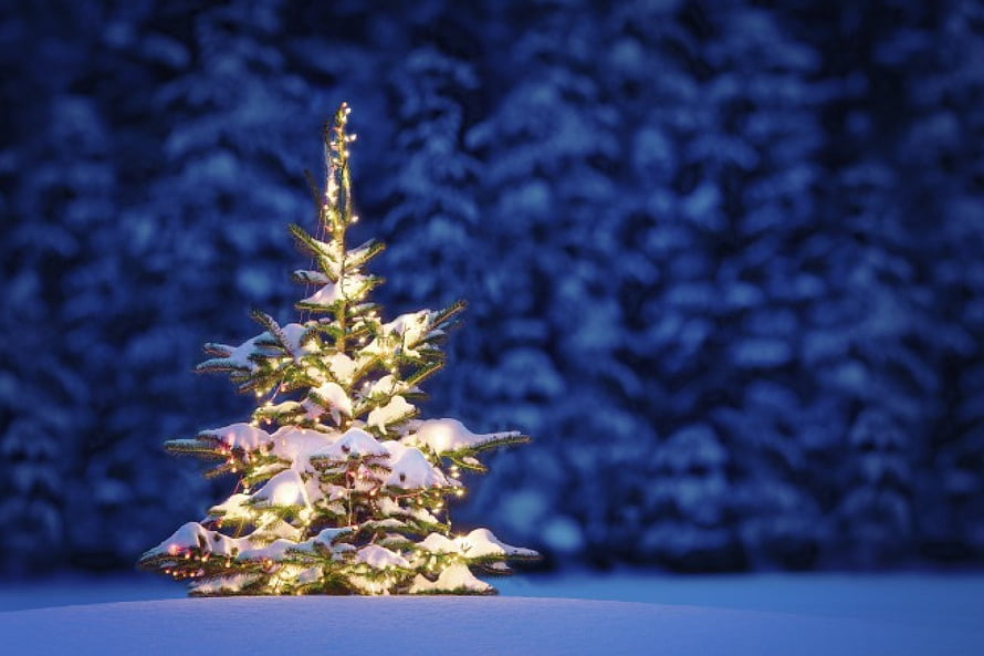 Snow-covered Christmas tree with warm lights glowing against a deep blue winter forest backdrop HD wallpaper