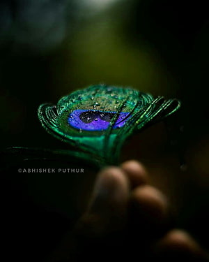 Close-up of a wet peacock feather with vibrant blue and green iridescent patterns held in a hand against a dark background HD phone wallpaper