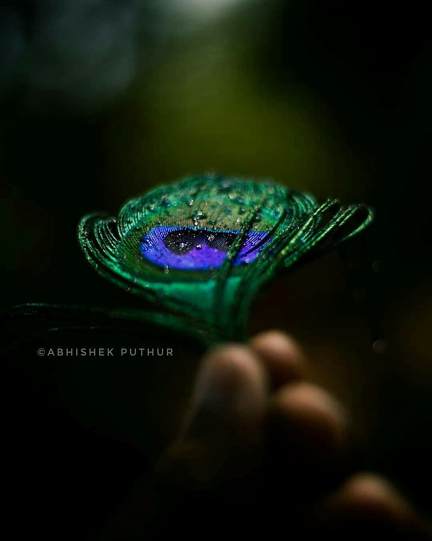 Close-up of a wet peacock feather with vibrant blue and green iridescent patterns held in a hand against a dark background HD phone wallpaper