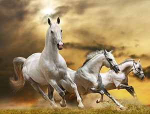 Three White Horses Galloping Across a Golden Grassland Under Dramatic Clouds HD wallpaper