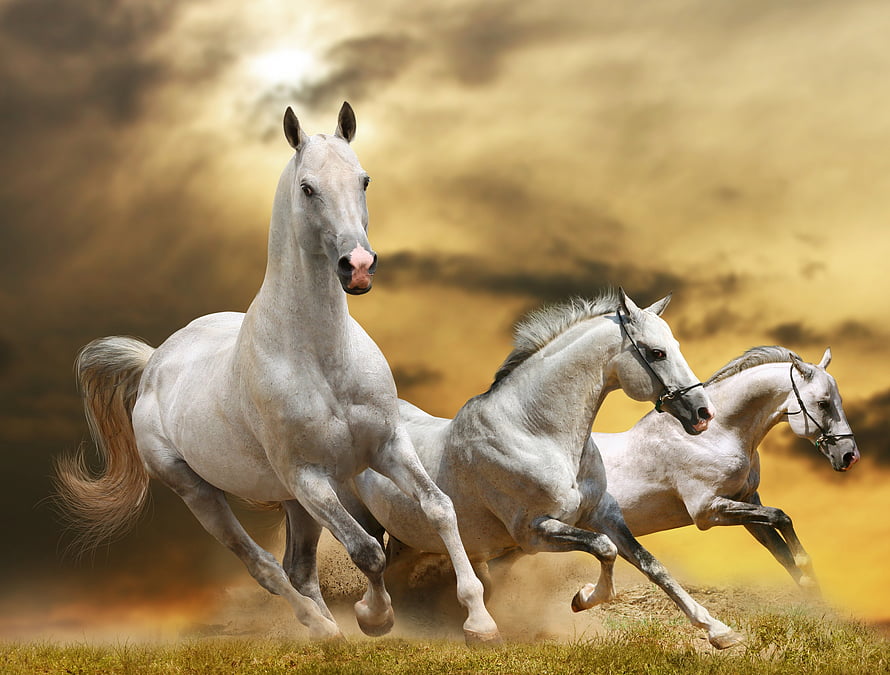 Three White Horses Galloping Across a Golden Grassland Under Dramatic Clouds HD wallpaper