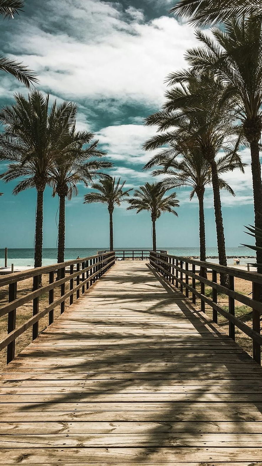 Tropical Beach Boardwalk Lined With Tall Palm Trees Leading To The Ocean HD phone wallpaper