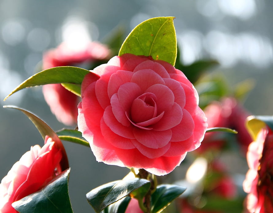 Vibrant Pink Camellia Blossom in Soft Morning Light HD wallpaper