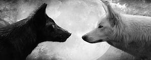 Black and White Wolves Facing Each Other Against a Full Moon HD wallpaper