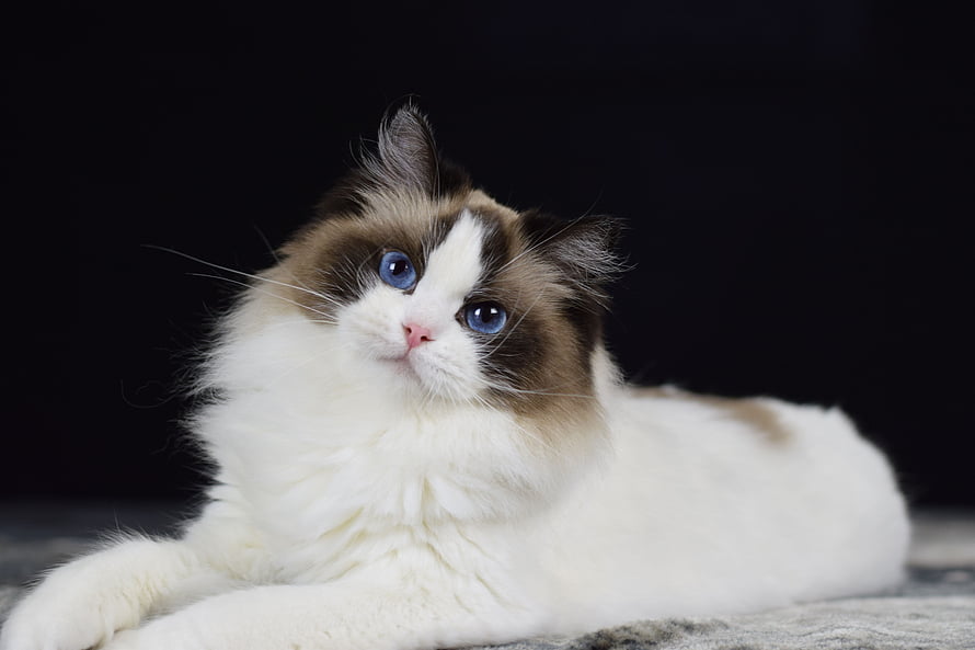 Fluffy Ragdoll Cat With Blue Eyes Lying On A Soft Surface Against A Black Background HD wallpaper