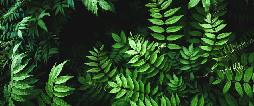 Lush Green Fern Leaves in Dark Forest Undergrowth HD wallpaper