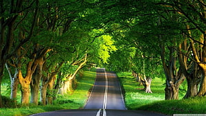 Sunlit Country Road Under a Lush Green Tree Tunnel in Summer HD wallpaper