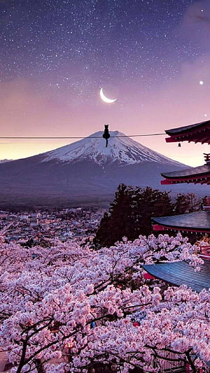Sakura Blossoms and Mount Fuji at Twilight with a Silhouetted Cat on a Wire HD phone wallpaper