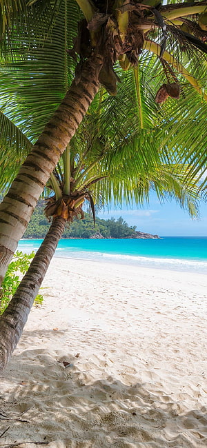 Tropical Beach Scene With Leaning Palm Tree And Turquoise Ocean Water HD phone wallpaper