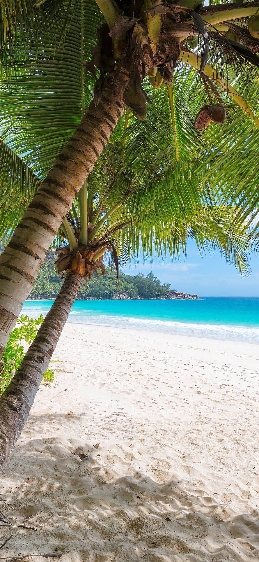 Tropical Beach Scene With Leaning Palm Tree And Turquoise Ocean Water HD phone wallpaper