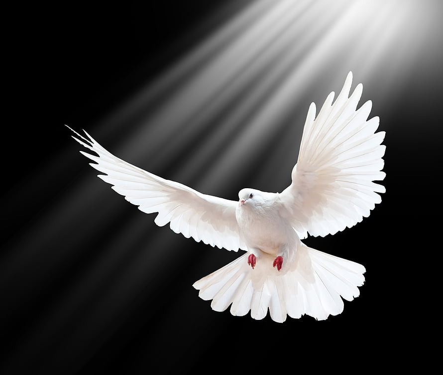 White Dove in Flight with Dramatic Light Rays Against a Black Background HD wallpaper