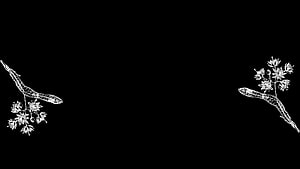 Minimalist White Botanical Line Art on Black Background HD wallpaper