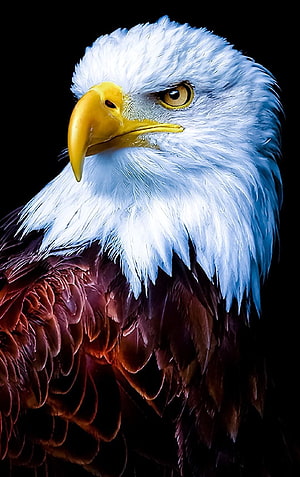 Majestic Bald Eagle Portrait with Intense Gaze and Detailed Feathers HD phone wallpaper