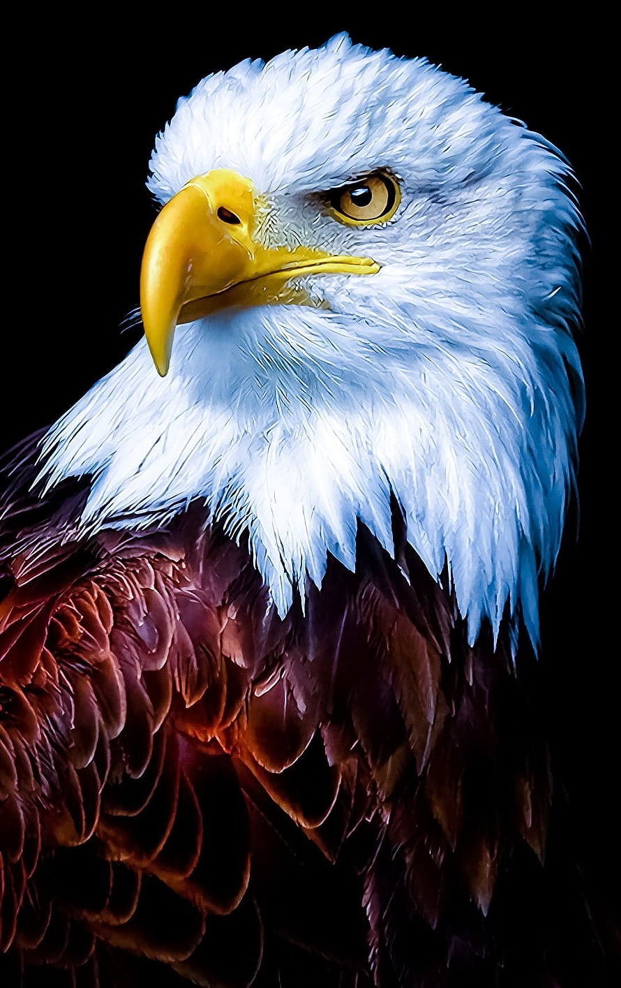 Majestic Bald Eagle Portrait with Intense Gaze and Detailed Feathers HD phone wallpaper
