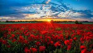 Vast field of red poppies under a dramatic sunset sky with sun rays breaking through clouds HD wallpaper
