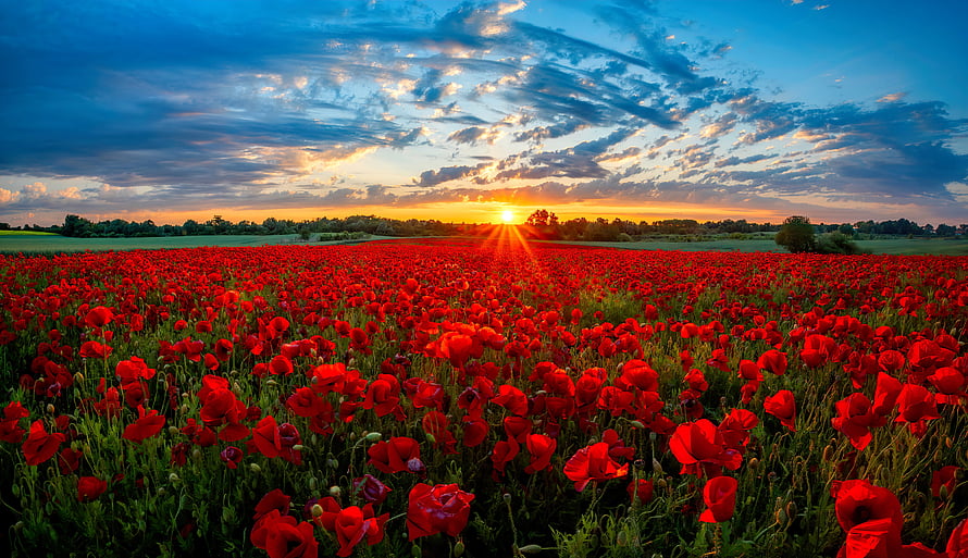 Vast field of red poppies under a dramatic sunset sky with sun rays breaking through clouds HD wallpaper