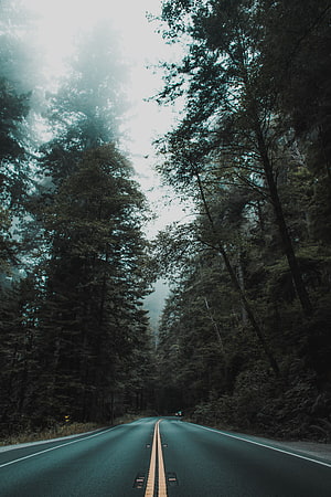 Misty Forest Road Winding Through Tall Evergreen Trees HD phone wallpaper