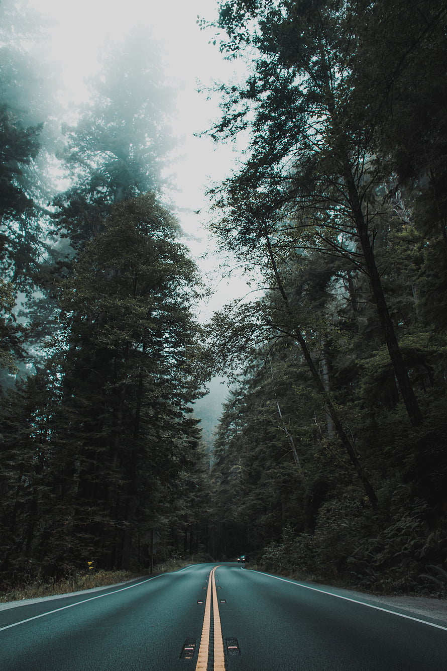 Misty Forest Road Winding Through Tall Evergreen Trees HD phone wallpaper