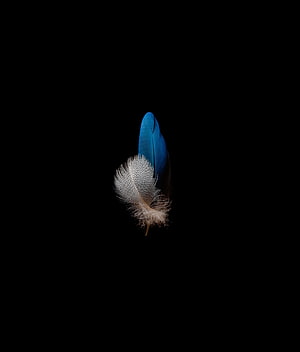 Vibrant Blue and White Bird Feather Isolated on a Deep Black Background HD phone wallpaper