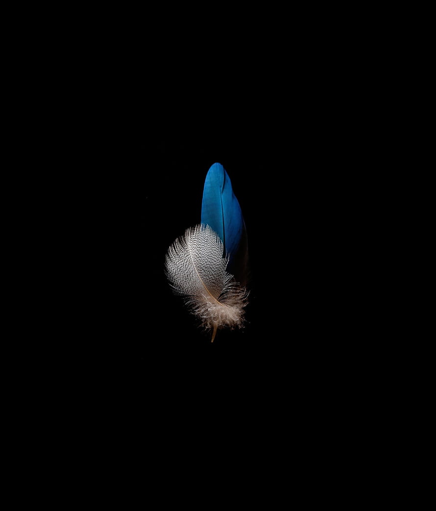 Vibrant Blue and White Bird Feather Isolated on a Deep Black Background HD phone wallpaper