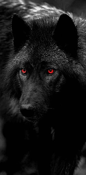 Intense Black Wolf Portrait with Glowing Red Eyes in Dramatic Low-Key Lighting HD phone wallpaper