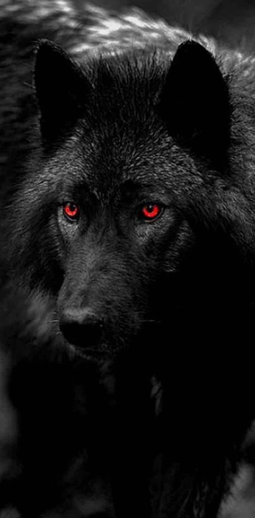 Intense Black Wolf Portrait with Glowing Red Eyes in Dramatic Low-Key Lighting HD phone wallpaper