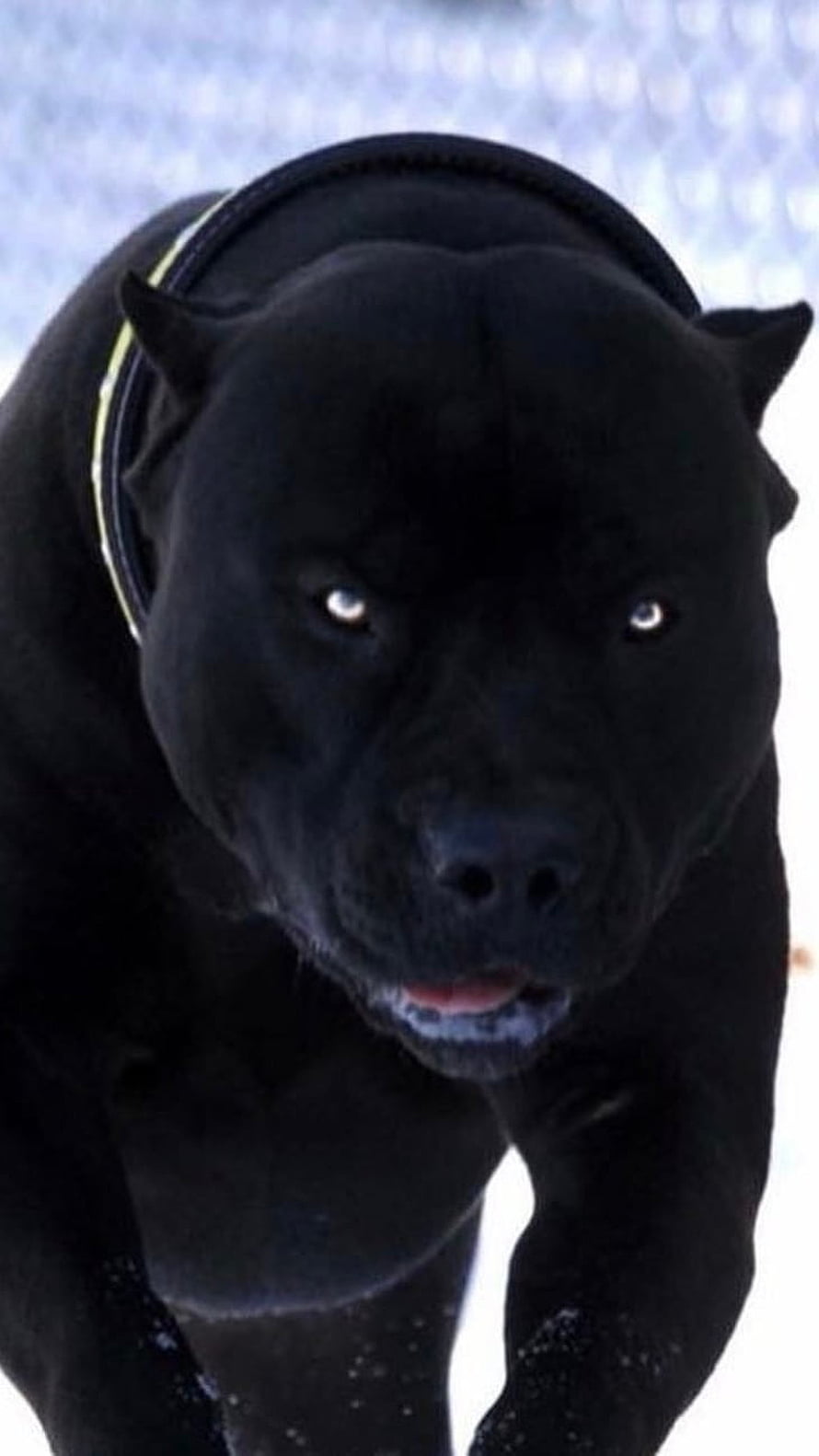 Intense Black Pitbull Portrait in Snowy Winter Setting HD phone wallpaper